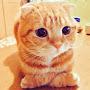 @HunterTheCat1812