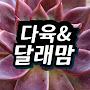 @다육달래맘tv