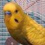 @Budgie1112
