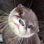 @Otter-g6x