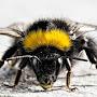 Bumbl Bee