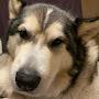 @blazethealaskanmalamute4633