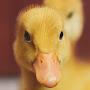 A_Duck