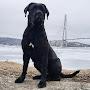 @canecorso3975