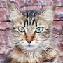 @zilam_thecat