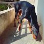 @vlog.stevia.doberman