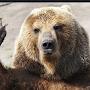 @bearorofical