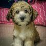 @ginger-the-havanese8658