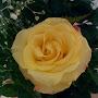 @danilabevilacqua4418