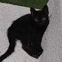 el gato Negro