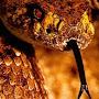 TEXAN RATTLESNAKE