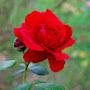 @coco_fouzia4848