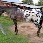 Key Appaloosa