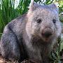 Jules Wombat