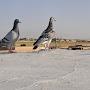 Balochistan Pigeons