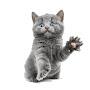@cutestanimallands3822