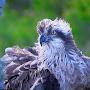 @birdlover6842