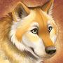 Golden Wolf