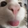 @Cat2015UWU