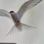 @Bird452