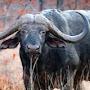 Cape Buffalo