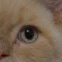 @КотоТониК