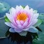 @mychelesunflower116