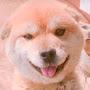 @압구정아리랑