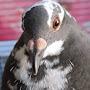 @LuckyPigeon1111