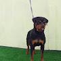 @Haus-of-Gh-Kennels