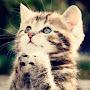 @nirvanalifefree6038