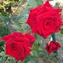 @nurcansahin9785