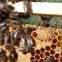 @BeeHobby
