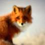 Fooled fox
