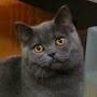 @britishshorthaircatantonio271