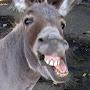@braindeaddonkey7944