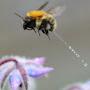 Бджоли і пасіка Олександра