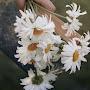 @refsaneseferova2638