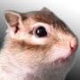 @CharlieTheChip