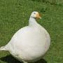 chonky goose