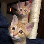 @tenkuu-sisters-cat