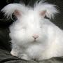 Proselytizing Orthodox Pentecostal Angora Rabbit