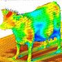 Aerodynamic Cow