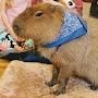 Capybara Crip