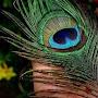 @Mazha_mukil.