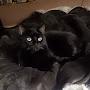 @cassiecatcat