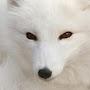 Arctic Fox