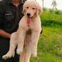 @saurabh6211