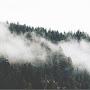 @endlessforestx