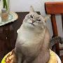 @КотБумба